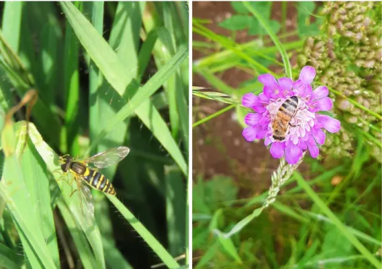 Figure 2 Exemples de pollinisateurs des prairies permanentes : syrphe (gauche) et abeille (droite) 