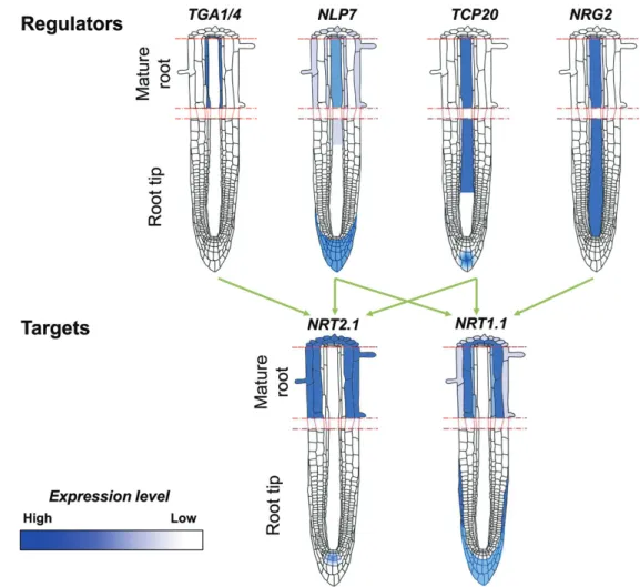 Fig. 2.  Illustration of the spatial expression profiles of key N transcriptional regulators and two of their targets in the presence of NO 3 – , at the root tip  and in the mature zone of the root