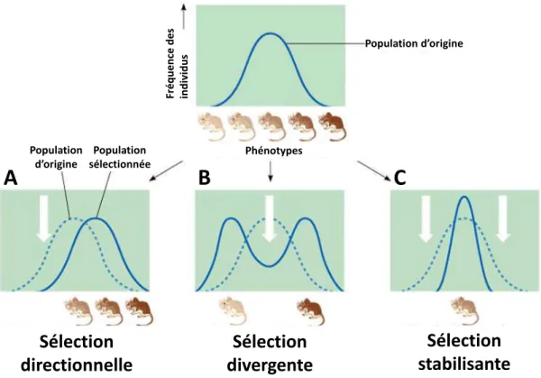 Figure 1.1 Les trois types de sélection naturelle. Une population de souris présentant une variation quantitative  de la coloration du pelage peut être affectée par trois types de sélection : (A) directionnelle, (B) divergente, (C)  stabilisante