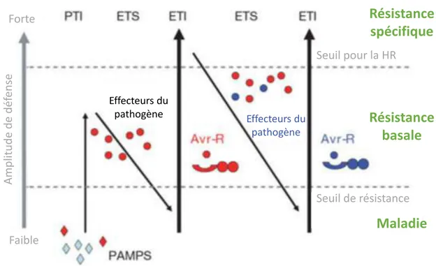 Figure  1.7  Modèle  en  zig-zag  illustrant  les  différents  niveaux  du  système  immunitaire  des  plantes  d ap s  Jones &amp; Dangl 2006)