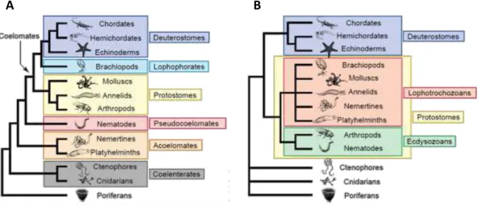 Figure 1.12  Arbre phylogénétique des  Métazoaires (Adoutte  et  al. 1999). A. Phylogénie « traditionnelle »