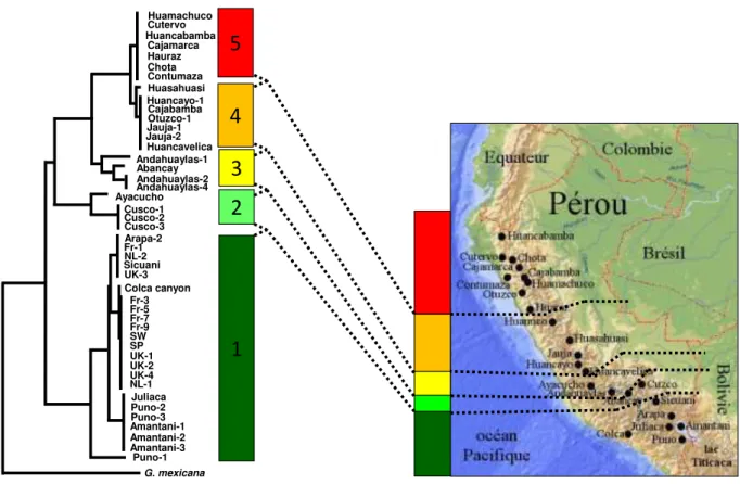 Figure 1.16 Phylogénie de populations péruviennes de G. pallida basée sur la séquence partielle du cytochrome  b  et  sur  8  marqueurs  microsatellites  d ap s  Pi a d  et  al