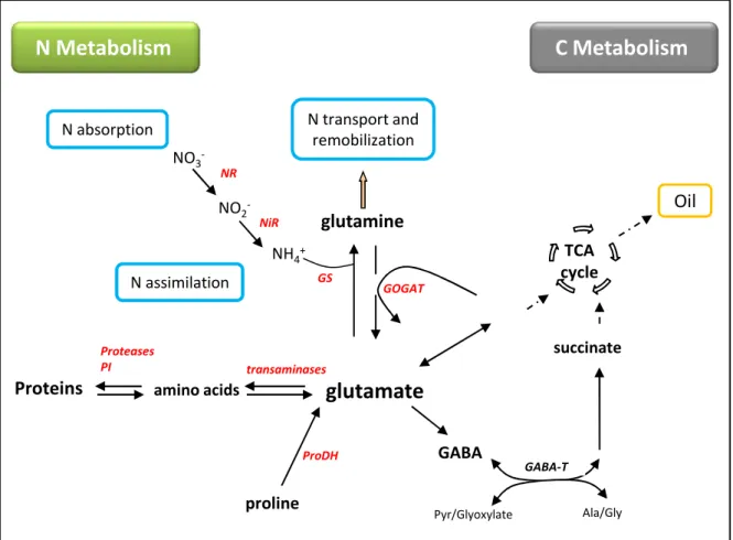 Figure I.A- 9. Schematic representation of the key steps of N metabolism in plants
