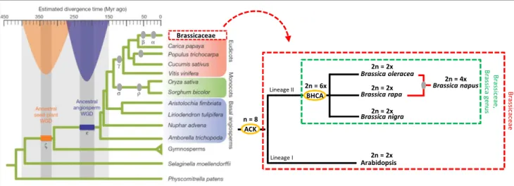 Figure I.B- 2. Polyploidization events that led to the speciation of the Brassicaceae species - adapted from Jiao et al