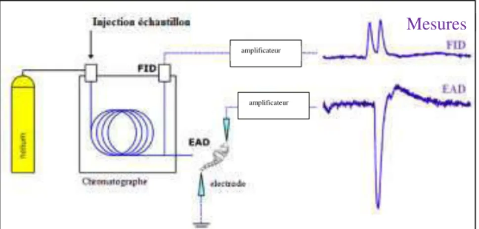 Figure I-7.  La chromatographie gazeuse couplée à l’électroantennographie.