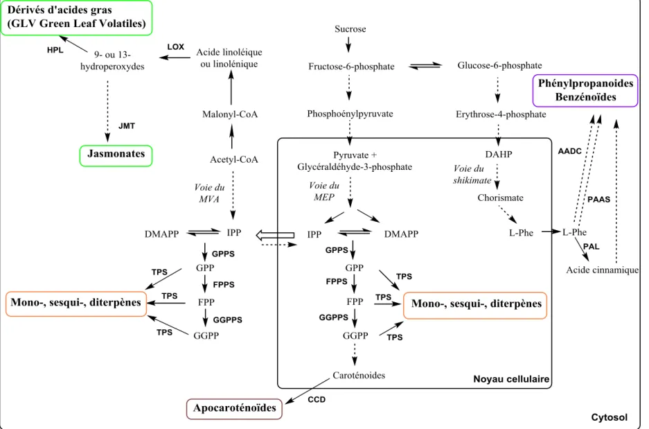 Figure I-8. Résumé des processus cellulaires impliqués dans la biosynthèse des composés volatils