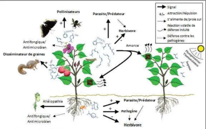 Figure I-13. Interactions entre les plantes et l’environnement régies par les composés volatils qu’elles émettent