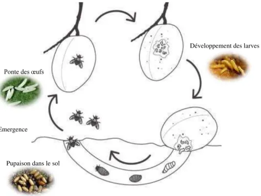 Figure I-22. Cycle de développement des Tephritidae. 