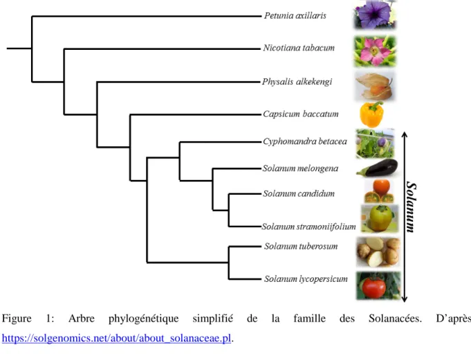 Figure  1: Arbre phylogénétique simplifié de la famille des Solanacées. D’après  https://solgenomics.net/about/about_solanaceae.pl