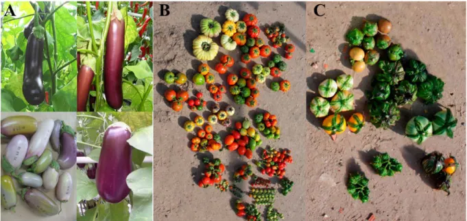 Figure 3: Diversité phénotypique des fruits d’aubergines sauvages et cultivées des groupes d’espèces  (A) S