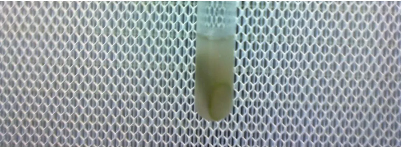Figure 8: Test du &#34;verre d'eau&#34; permettant de vérifier la présence de RSSC dans la tige de la plante  (photo : S