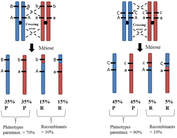 Figure  15: Conséquences de la méiose et du taux de crossing-over sur la proportion d’individus  recombinants dans la population