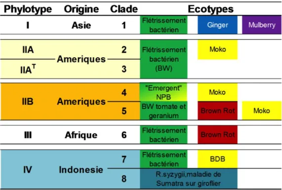 Figure  11  –  Les  écotypes  de  ceRs  et  leur  correspondance  phylogénétique .  Source :  Wicker 2015 