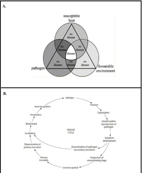 Figure 1.2 :  Les deux paradigmes de la phytopathologie, A. Le triangle de maladie et B