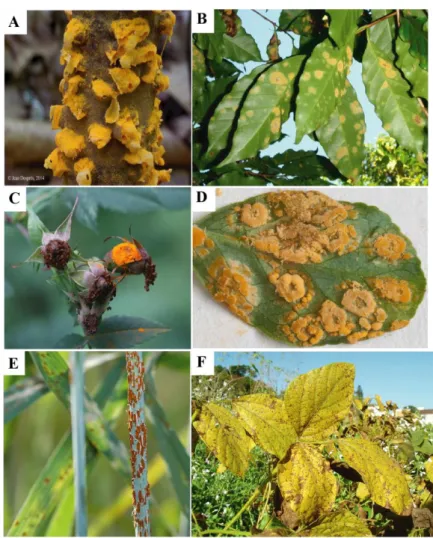 Figure 1.3 : Espèces de rouilles chez les plantes cultivées. 