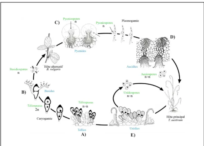 Figure  1.4 :  Représentation  schématique  du  cycle  d’une  rouille  macrocyclique  et  dioïque  Puccinia  graminis  f