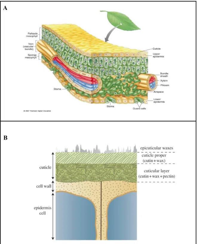 Figure 1.6 : Illustrations des barrières physiques des plantes contre l’entrée des pathogènes