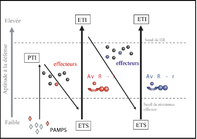Figure  1.7 :  Schéma  du  modèle  en  Zig-Zag  illustrant  le  système  immunitaire  inné  des  plantes  et  l’évolution  simultanée  des  mécanismes  de  défense  des  plantes  et  d’attaque  des  agents  pathogènes