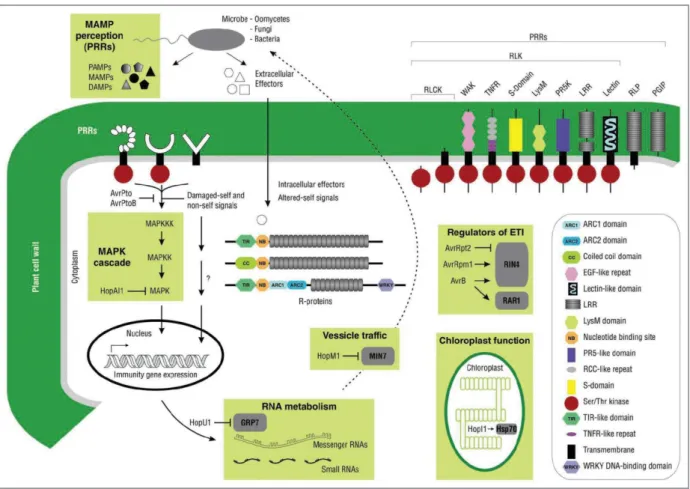 Figure  1.8 :  Systèmes  de  perception  des  MAMPs/DAMPs  et  des  effecteurs  dérivés  des  agents  pathogènes chez les plantes