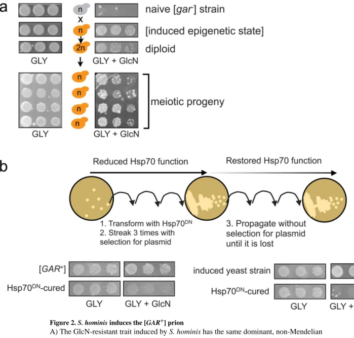 Figure 2. S. hominis induces the [GAR + ] prion