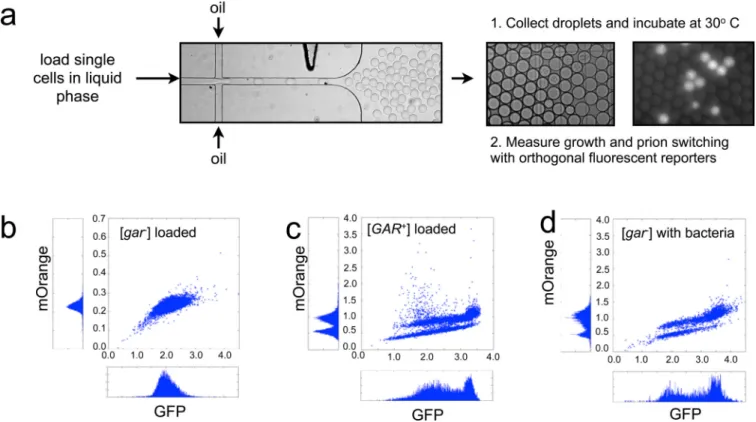 Figure 6. Single cell dynamics of [GAR + ] induction