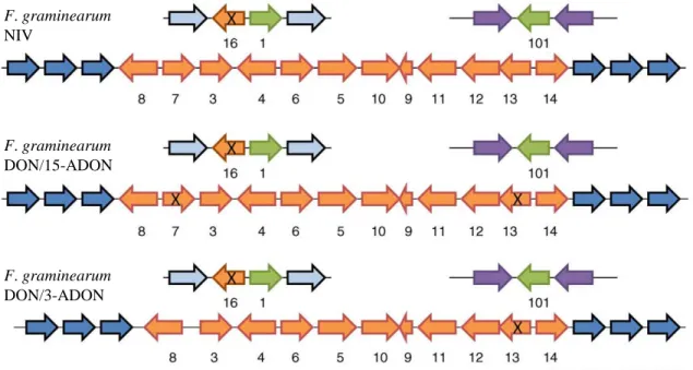 Figure 6 : Organisation et fonctionnalité des gènes Tri chez F. graminearum en  fonction  du  chémotype
