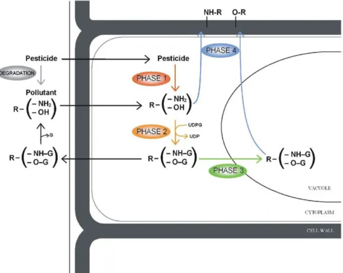 Figure 11 : Processus de détoxication des xénobiotiques chez les plantes  (Brazier-Hicks et al.,  2007)