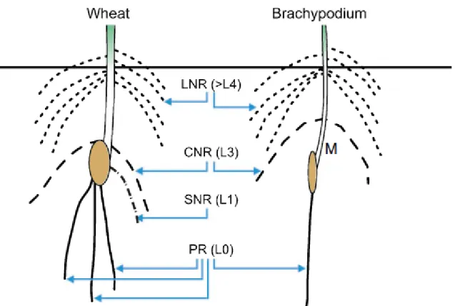 Figure 17 : Structure de l’appareil racinaire chez le blé (gauche) et chez B. distachyon  (droite)