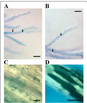 Figure 2 Histology of early infection of B. distachyon floral cavities by F. graminearum Fg DON + and Fg DON − strains.