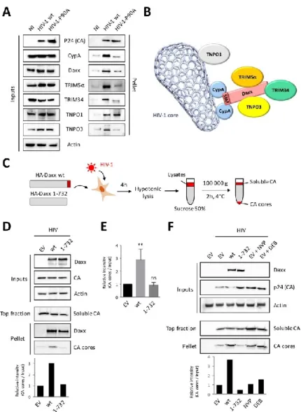 Figure  4.  Daxx  associated  to  incoming  HIV-1  cores  and  interferes  with  their  uncoating  in  a  SIM- SIM-dependent manner