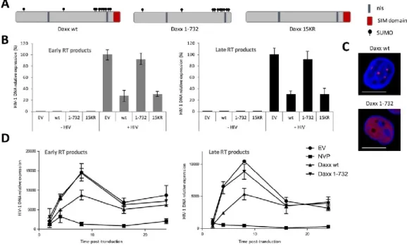 Figure 2. The inhibition of HIV-1 reverse transcription by Daxx requires its SUMO-interacting motif  (SIM) domain