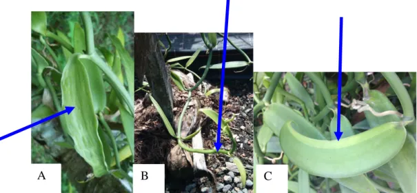 Figure 15 : Les piqûres de thrips laissent des « boutons », puis déforment la gousse. C’est un  souci car, à la vente, les gousses sont déclassées (photo : Timeri A.) 