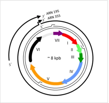 Figure 1 : Organisation génétique de l’ADN du CaMV. Le génome à ADN double brin avec les trois interrup- interrup-tions de séquences de la souche Cabb-B JI est représenté par les deux cercles fins et les ORF (I à VII), par des flèches colorées épaisses