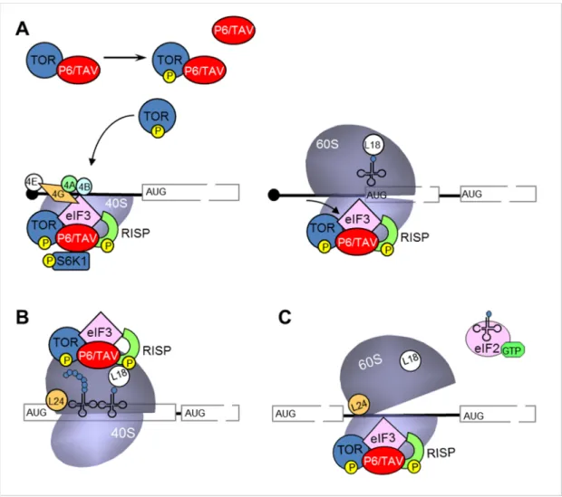 Figure 6 : Modèle hypothétique du mécanisme de la réinitiation de la traduction des ARNm polycistro- polycistro-niques, grâce à la protéine P6/TAV