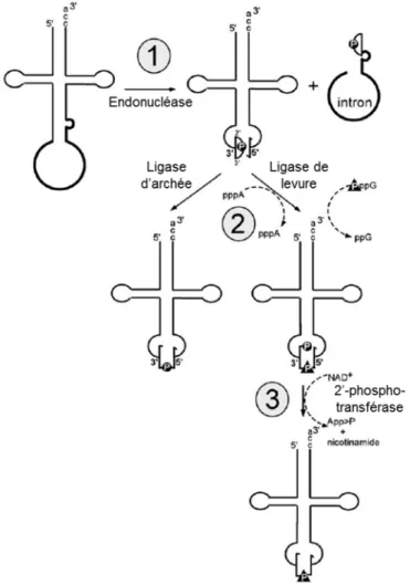 Figure 3 : Épissage enzymatique des introns d’ARNt nucléaires et des introns d’archées