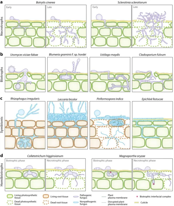 Figure 2: Différents modes de colonisation de plantes par des champignons aux différents modes de vie 