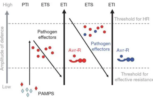 Figure 11: Modèle zig-zag : Coévolution entre plante et agent pathogène 