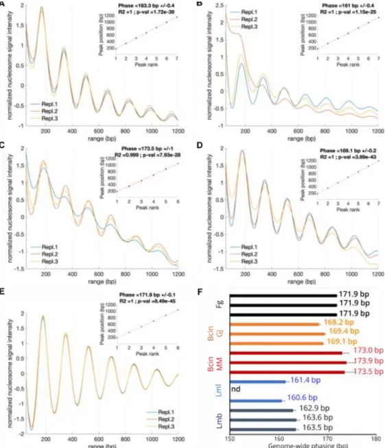 Figure 1: Nucleosome phasing in the four fungi studied. A-E: Main graphs display normalized  (z-score) phase frequencies (y-axis) as a function of position (in base pair; x-axis)