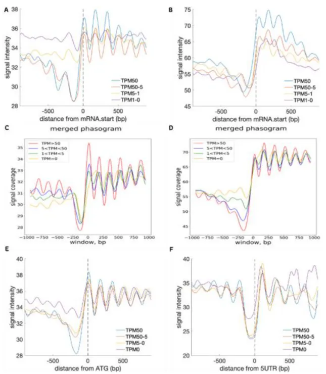 Figure 7: Nucleosome organization at start codons/TSS vs. gene expression. Average (three biological  replicates  for  each  fungus/condition)  nucleosome  signal  as  a  function  of  position  (in  base  pairs)  relative  to  the  start  codon  ATG  (and