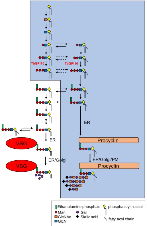 Figure 1.13. The GPI biosynthetic pathway of T. brucei. 