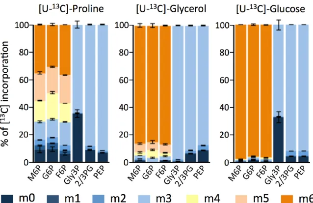 Figure  1.16.  [U- 13 C]  enrichment  of  key  glycolytic  intermediates  from  proline,  glycerol or glucose