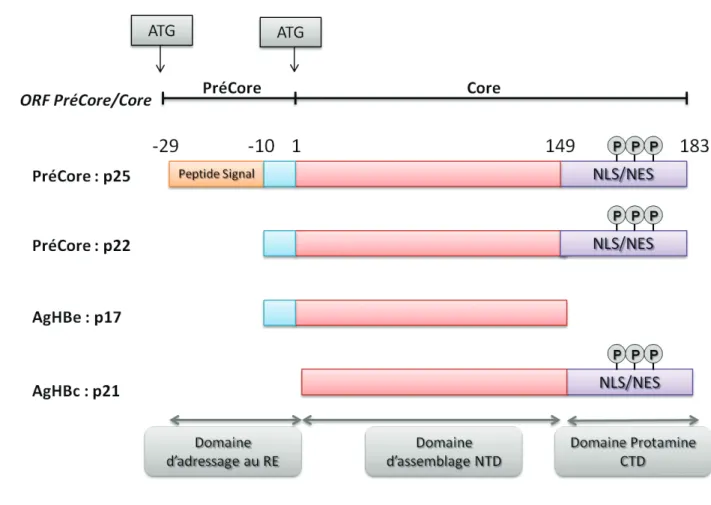 FIGURE 9 : LES PROTEINES CORE ET PRECORE DU HBV 