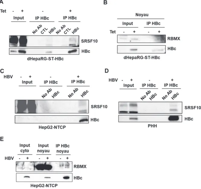 Figure 31. Co-immunoprécipitation de SRSF10 et RBMX avec un anticorps anti-HBc.  