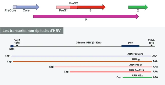 Figure 21. Les transcrits non épissés d’HBV et les protéines correspondantes.  