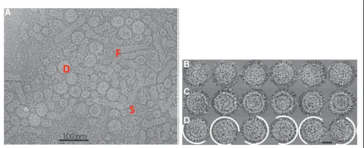 Figure  7:  Cryo-EM  of  HBV  particles. A:  Dane  particles  (D),  22nm  filamentous  (F)  and  spherical  (S)  subviral particles