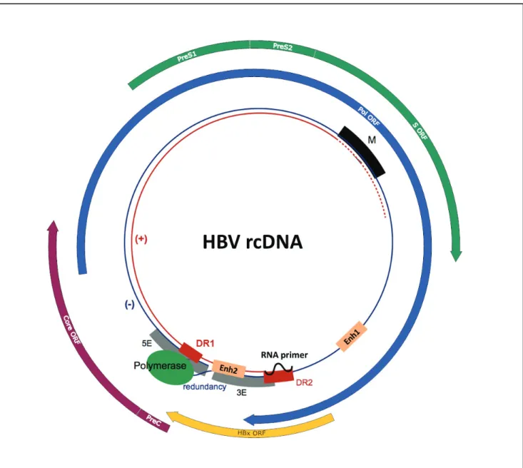 Figure 9: HBV genome organization. Key regulatory elements are positioned on the rcDNA with the  four  ORFs  surrounding