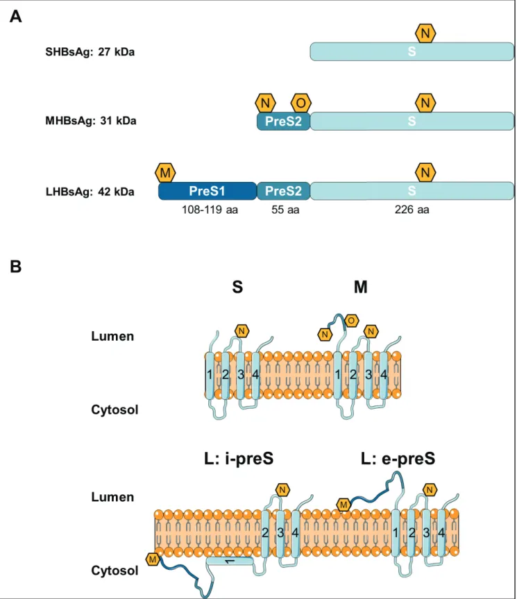 Figure 10: Schematic representations of HBV envelope proteins. A: Principal features of S, M and L  HBsAg