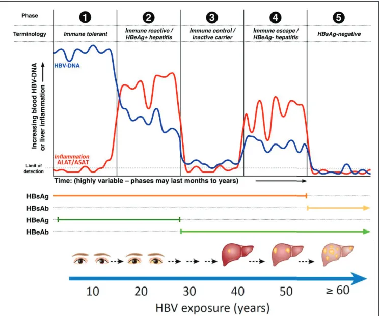 Figure 16: Natural history of hepatitis B. Evolution of seric markers over the course of the disease