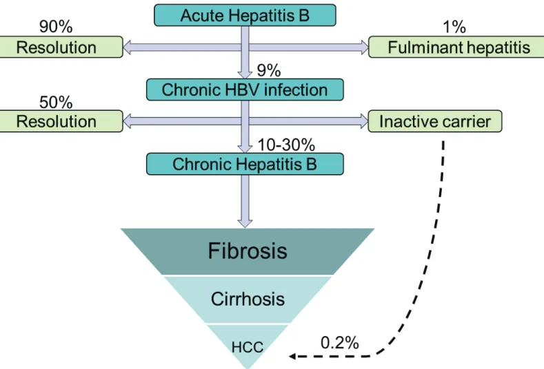 Figure 17: Pathology of HBV infection. Progression of HBV infection through different clinical states