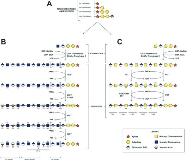 Figure 13 : Biosynthèse des chaînes héparane/chondroïtine sulfate. (A) Synthèse du tétrasaccharide  linker